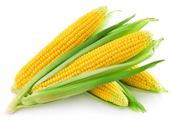 Резултат слика за кукуруз