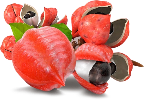 amazonsko oko