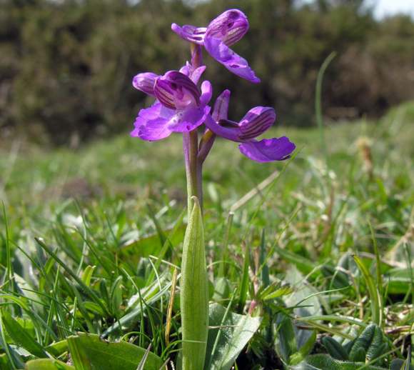 biljka salep orchis morio
