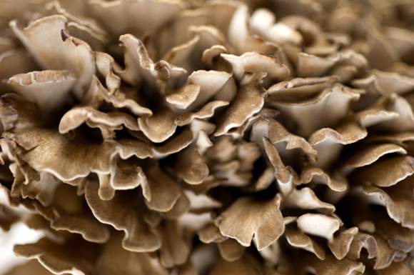 maitake gljiva