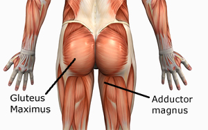 gluteus maximus