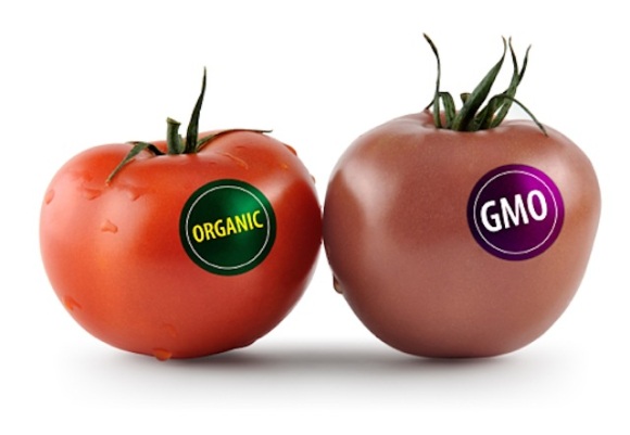 GMO_Tomato