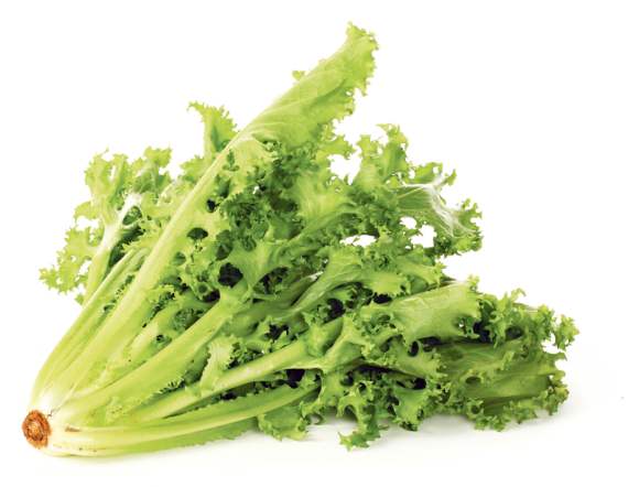 endivija salata