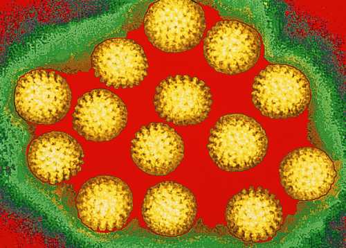 rota virus lecenje