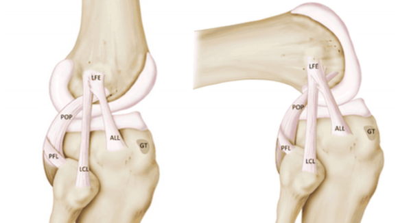 ligamenti kolena