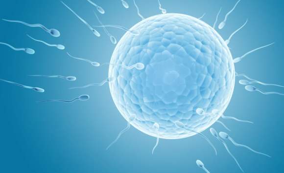 inseminacija